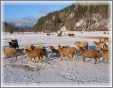 African Sheep in Canada1