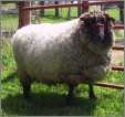 Aheep Coopworth Ram Named Hatchtown