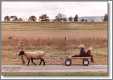 Amish Children with Sheep