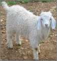 Angora Buck Kid