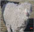 Angora Goat