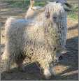 Angora Goat Beau