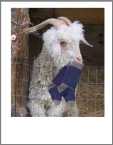 Angora Goat with Socks