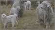 Angora Goats with Kids