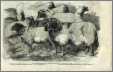 Antique Print of Sheep 1855