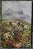 Art Card Sheep in the Highlands