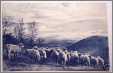 Asheville NC 1908 Mountain Meadows Inn Sheep