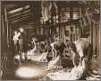 Australia Kerry Photograph Sheep Shearing Boards Nsw