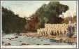 Australia PC Flock of Sheep By Rivers Edge