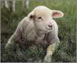 Baby Bw Sheep