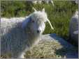 Babygoat Angora