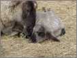 Badgerfaced Ewe and Lamb