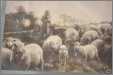 Band Sheep with Lambs