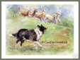 BC Sheep Pastorial