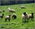 Beautiful Sheep in the Country