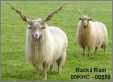 Beautiful Sheep Racka Ram