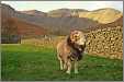 Bherdwick Tup Wasdale Pillar Cumbria Sheep