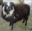 Bielset Shetland Ram