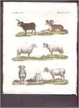 Bilderbuch 2 26 Old Hand Colored Sheep Classification