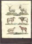 Bilderbuch 2 27 Hand Colored Sheep and Goats