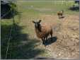 Black Border Leicester Ewe Ginger