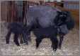 Black Border Leicester Ewe with Twin Ewe Lambs