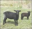 Black Ewe with Lamb
