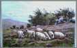 Black Faced Sheep in the Highlands