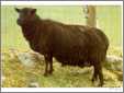 Black Welsh Mountain Sheep Postcard