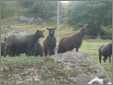 Black Wensleydale Flock Uk