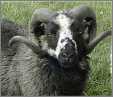 Bleset Shetland Ram