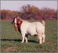 Boer Billy Goat Fat Bastard