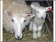 Border Leichester Ewe with Lamb