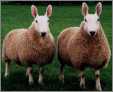 Border Liechester Sheep