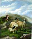 Border Sheep in Spring