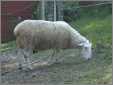 Borderleicester Ewe