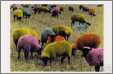 Brightly Colored Sheep