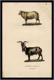 Buffon Sheep and Goat Print