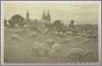 C1900 Adelaide Sheep Montifiore Hill