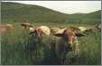 California Red Sheep