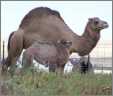 Camel with Cria