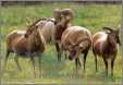 Castlemilk Moorit Sheep