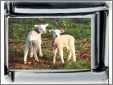 Charming 2 White Lambs