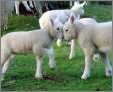 Cheviot Headbutt Lambs