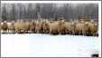 Cheviot Sheep in Snow