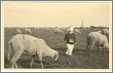 Child Loose in Sheep Flock