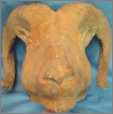 Clay Bust of a Ram Fine Art7