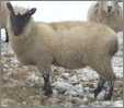 Clun Forest Sheep B