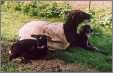 Coated Ewe with Twins1