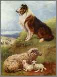 Collie with Sheep in Spring